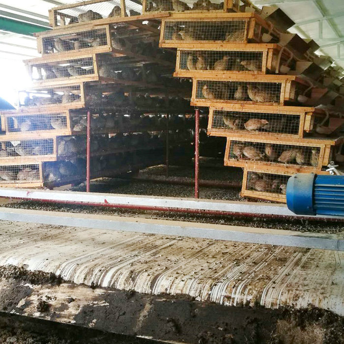 鵪鶉清糞機 (6).jpg