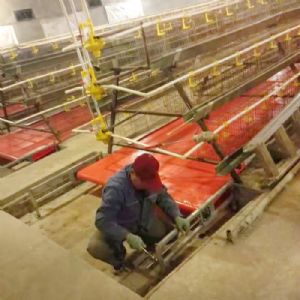 PVC帶蛋雞清糞機(jī)