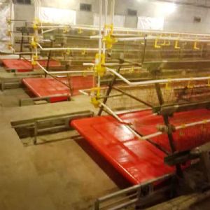 PVC帶蛋雞清糞機