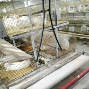 兔用自動(dòng)清糞機(jī)